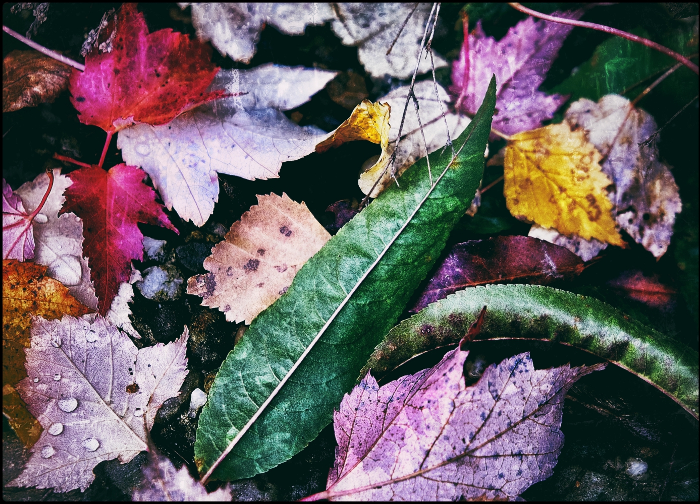 Herbstfarben I