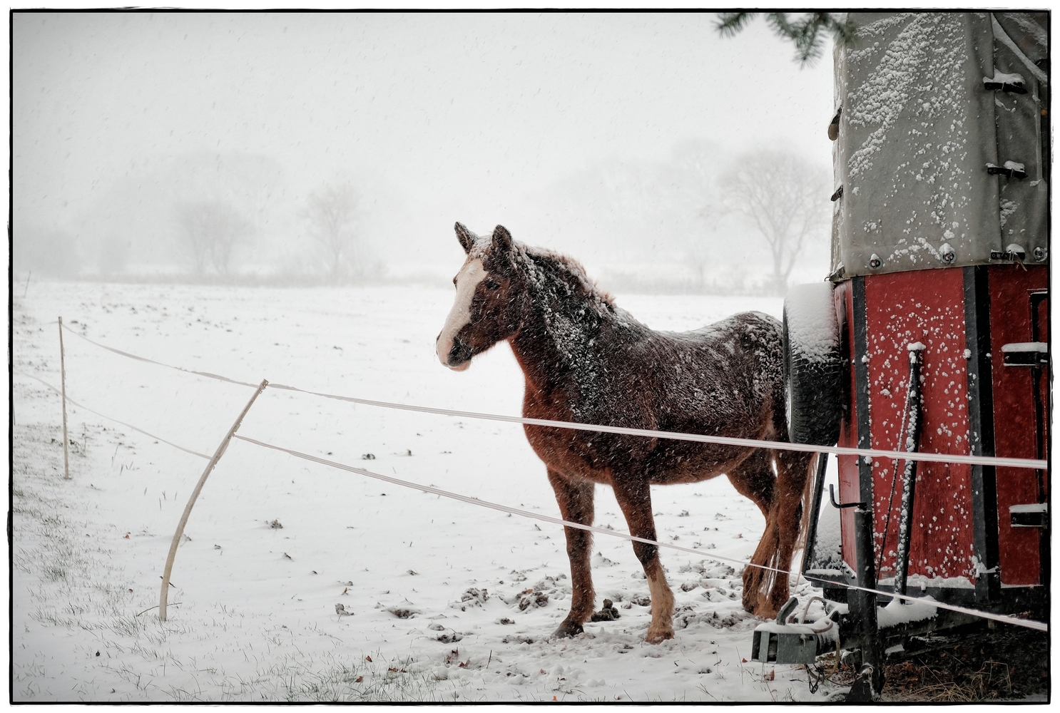 Pferdekoppel im Winter