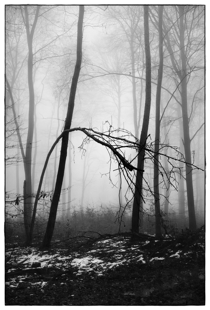 foggy forest  VI