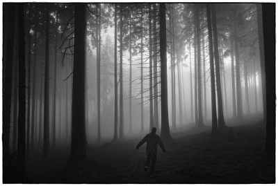 foggy forest IIII