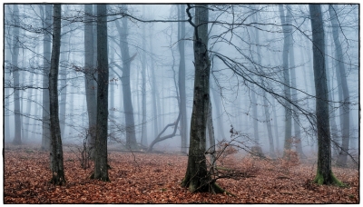 foggy forest II